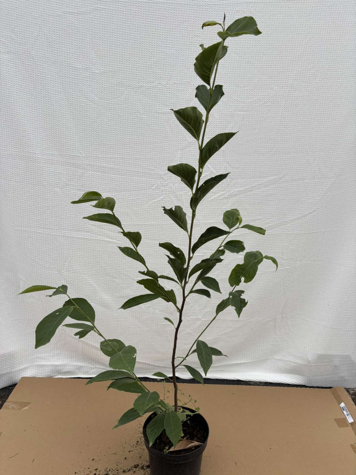 Magnolija